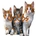 Gatos